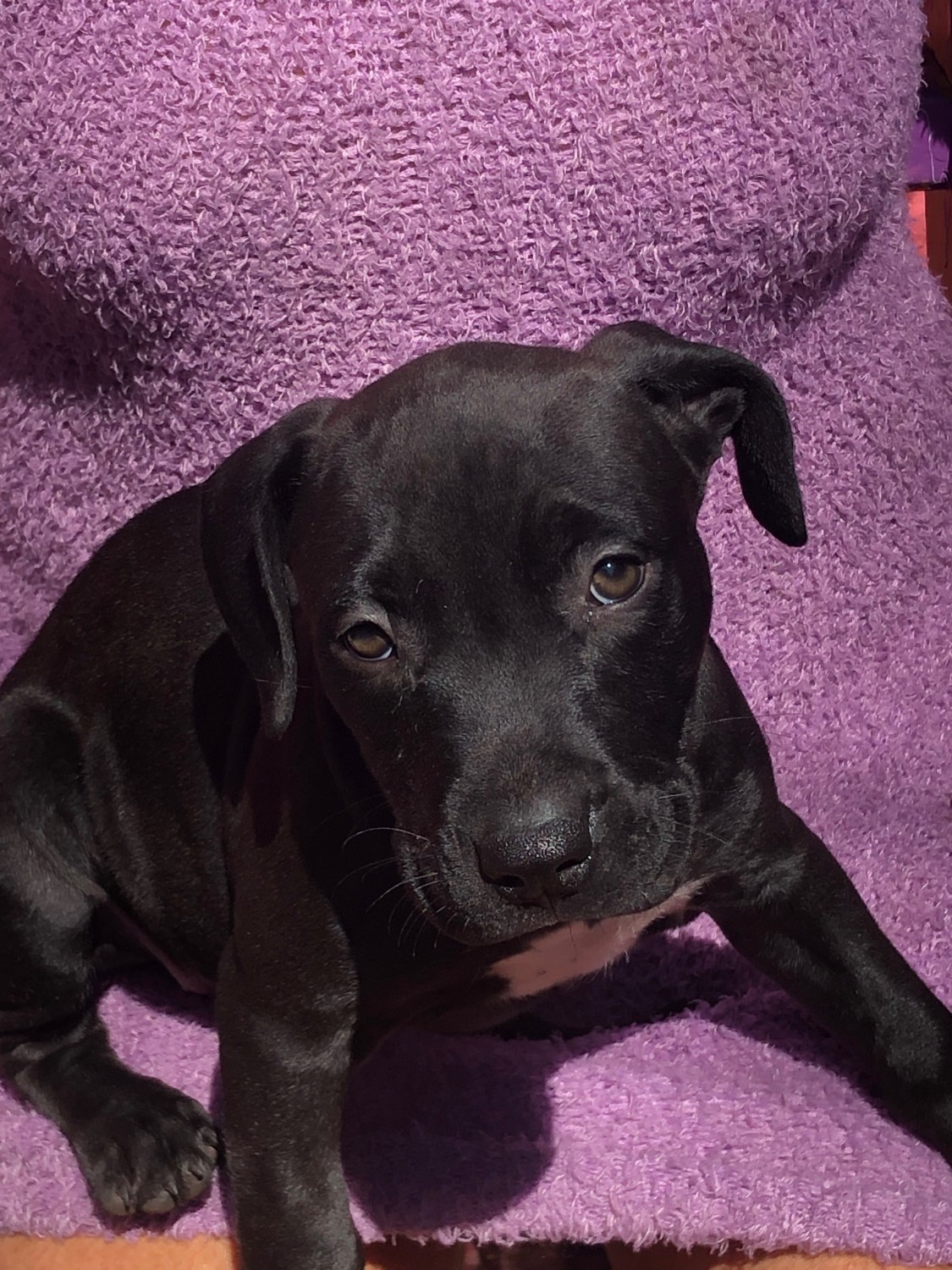 American Pit Bull Terrier Puppies For Sale Brooklyn, NY