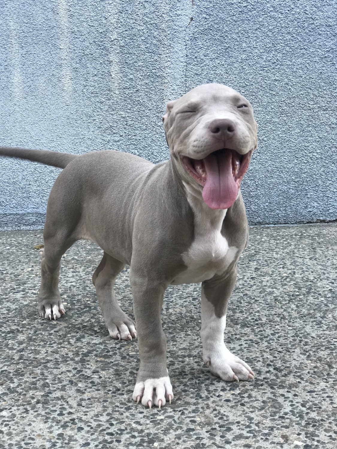 American Pit Bull Terrier Puppies For Sale Fresno, CA