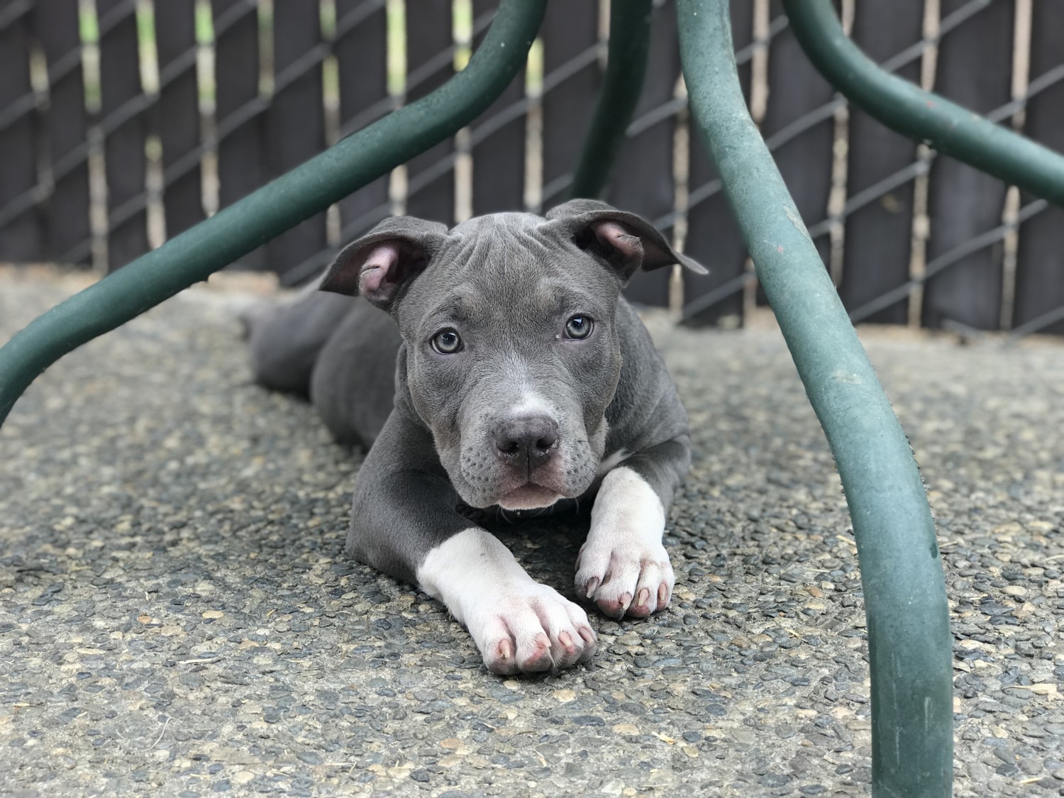 American Pit Bull Terrier Puppies For Sale Fresno, CA