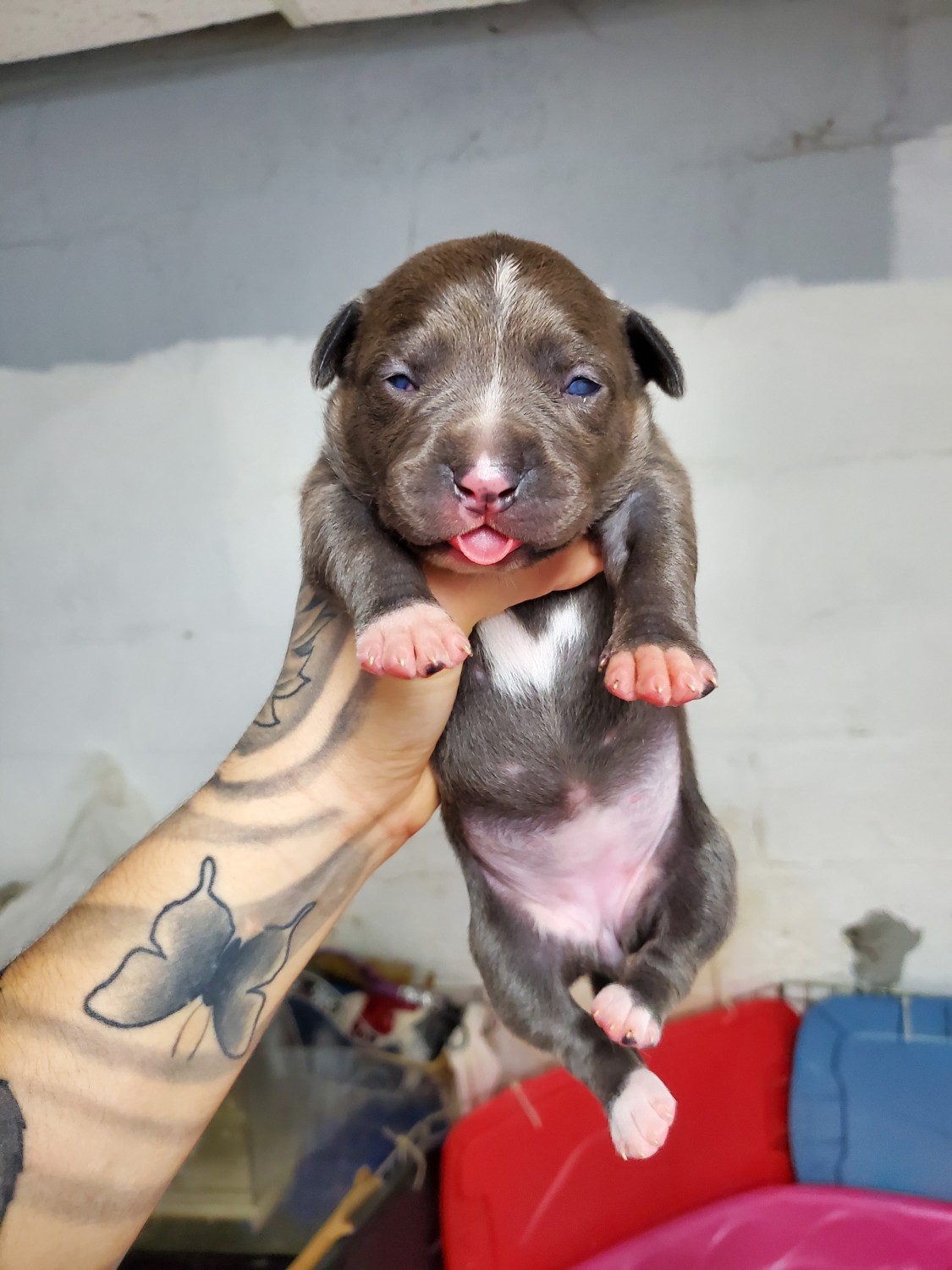 American Pit Bull Terrier Puppies For Sale Warren, MI