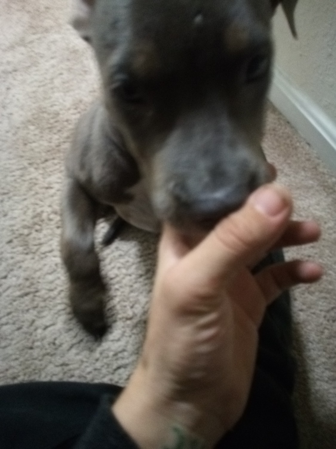 American Pit Bull Terrier Puppies For Sale Virginia Beach, VA 311698