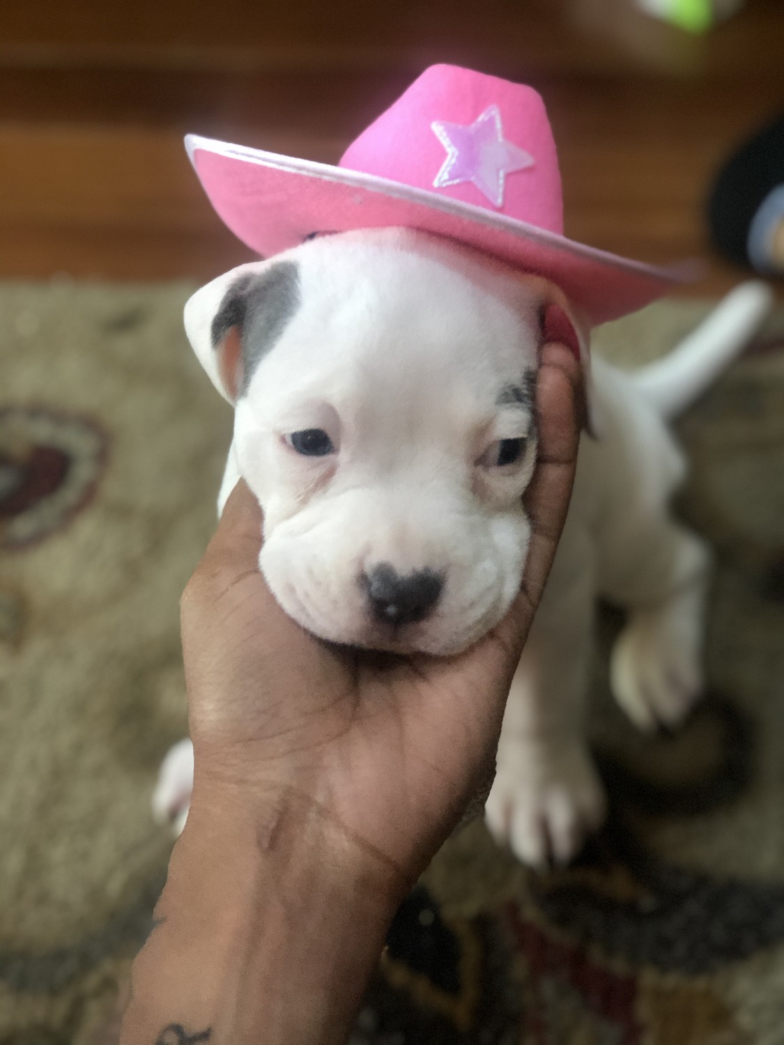 American Pit Bull Terrier Puppies For Sale Sicklerville
