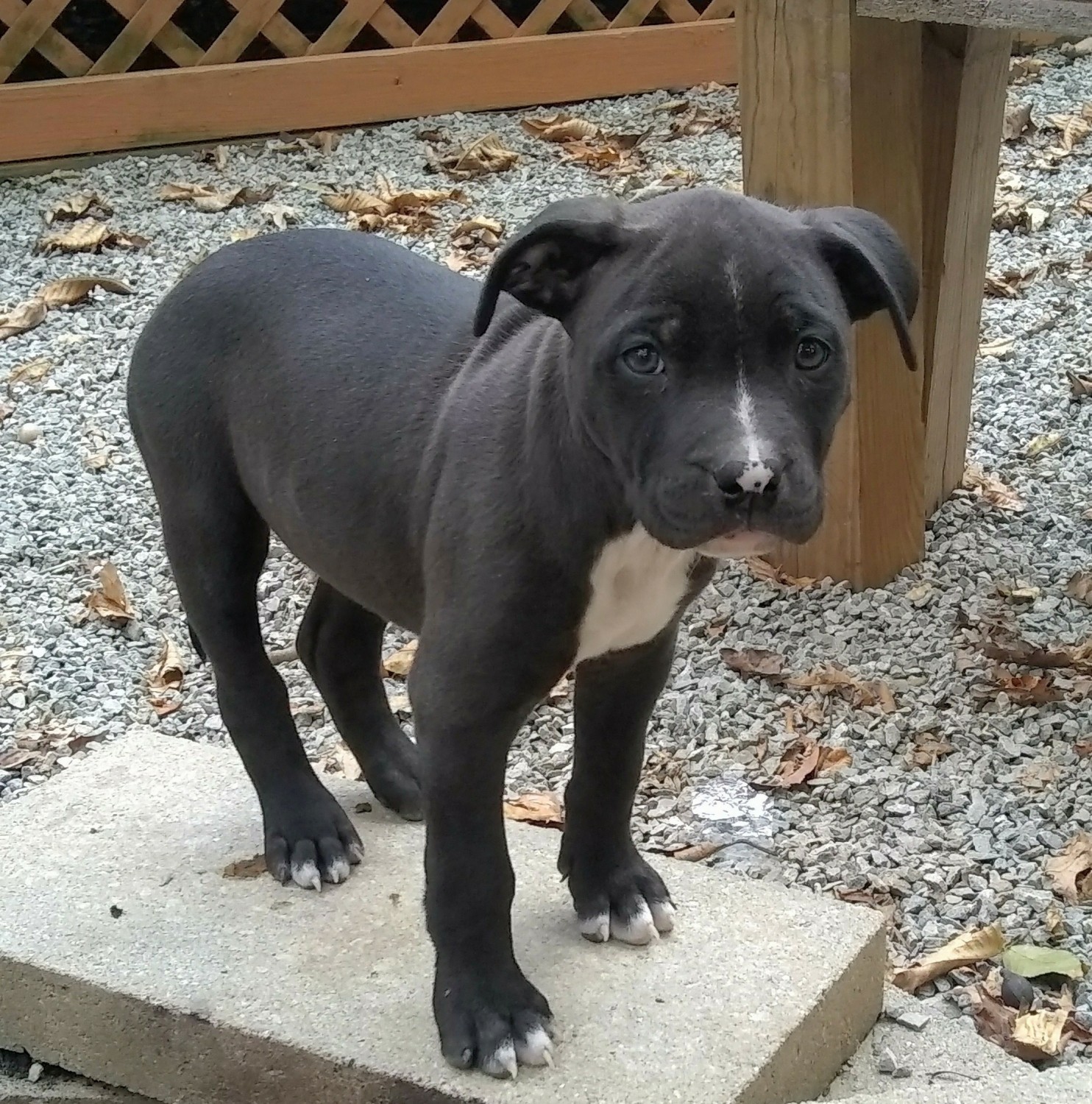 9 week old blue nose pitbull puppy