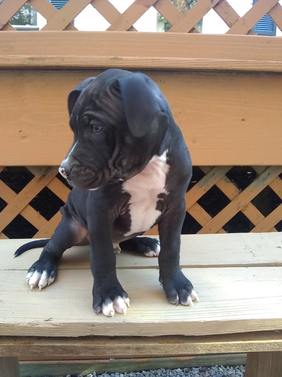 American Pit Bull Terrier Puppies For Sale Winchester