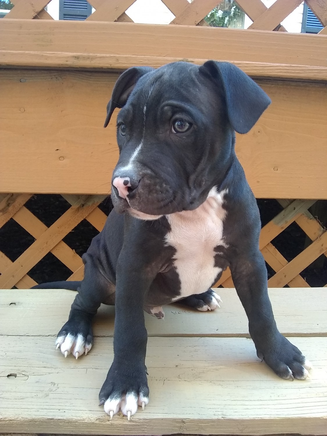 American Pit Bull Terrier Puppies For Sale Winchester