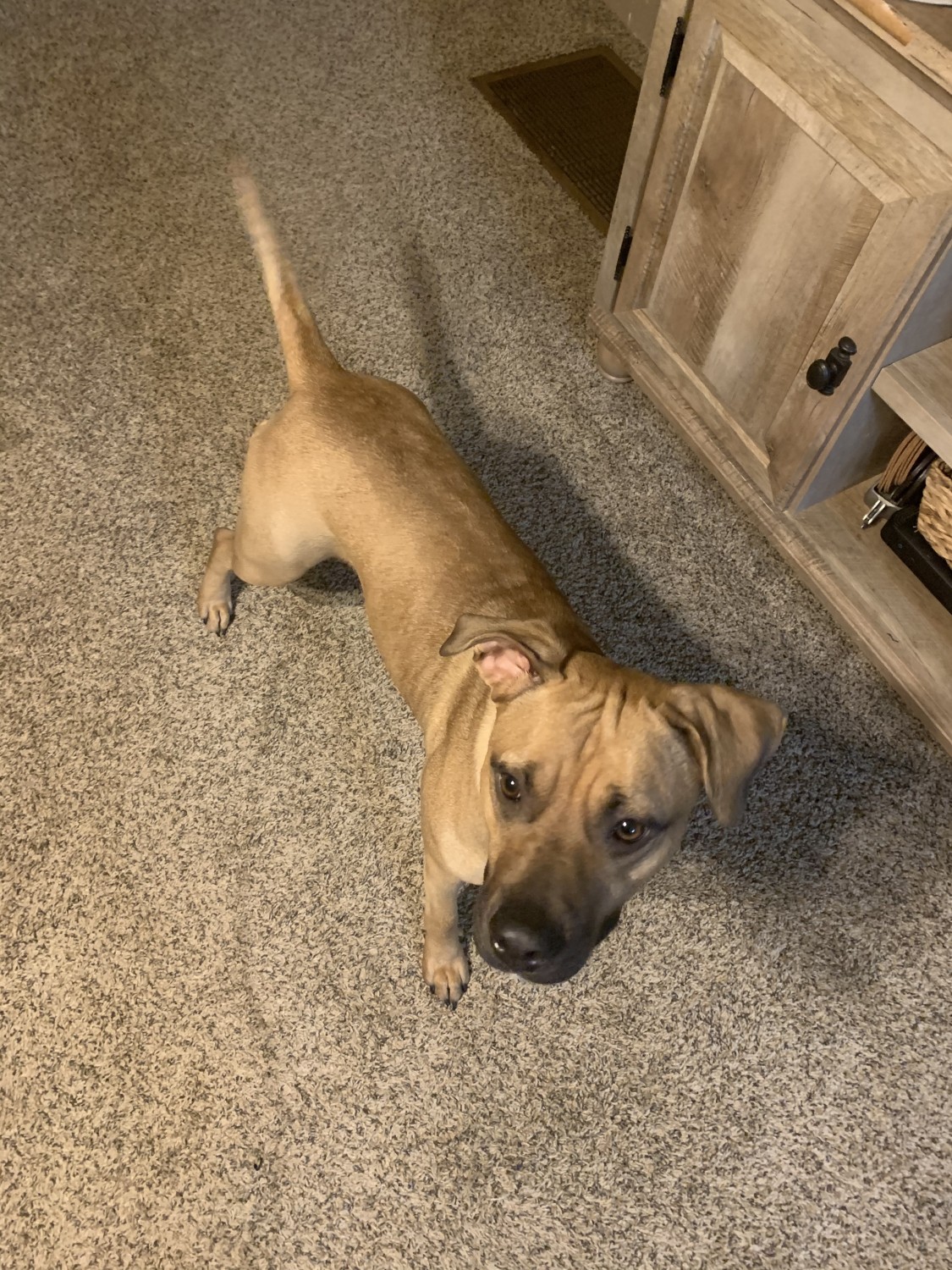 American Pit Bull Terrier Puppies For Sale Ijamsville