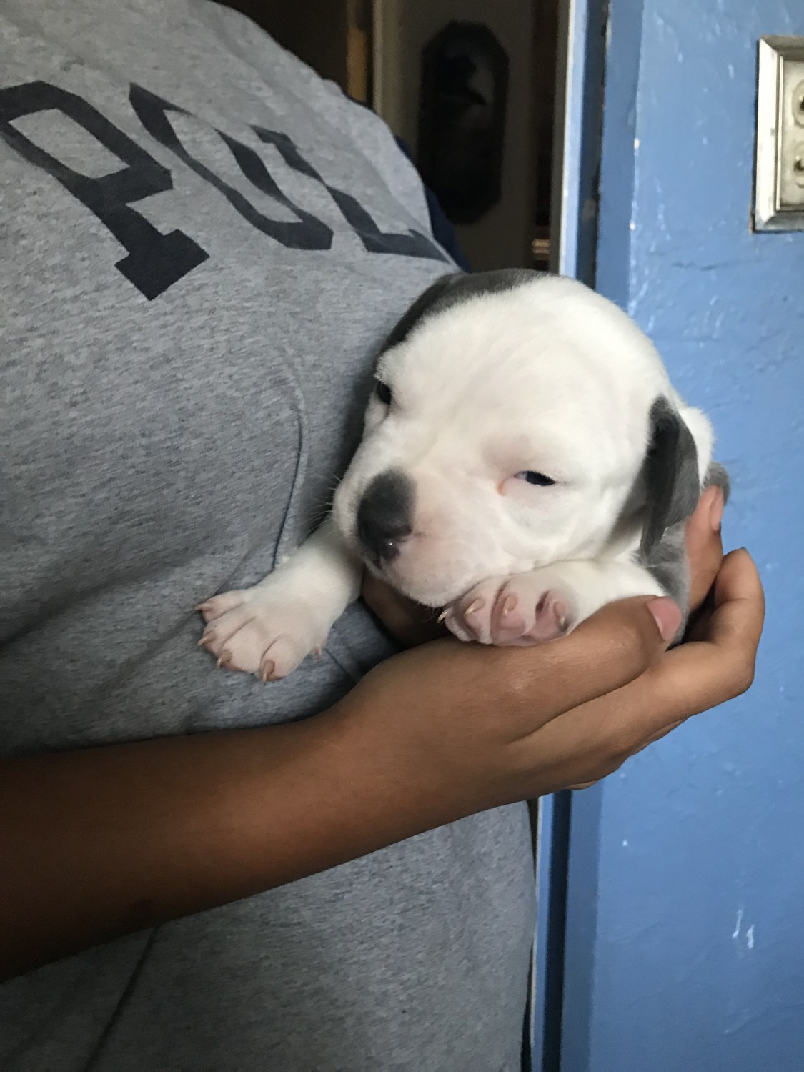 American Pit Bull Terrier Puppies For Sale Belleville