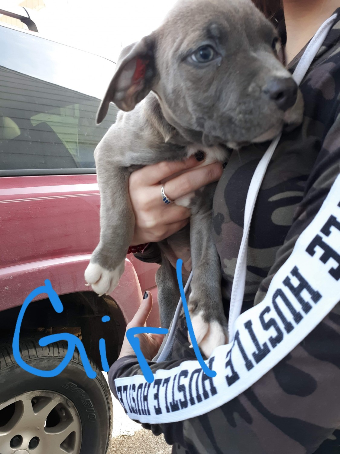 American Pit Bull Terrier Puppies For Sale Canton, OH