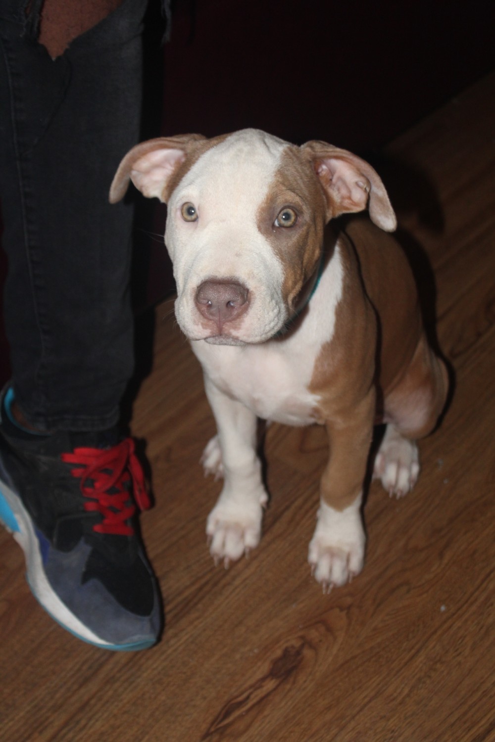 Pitbull Terrier Puppies For Sale In Houston Tx
