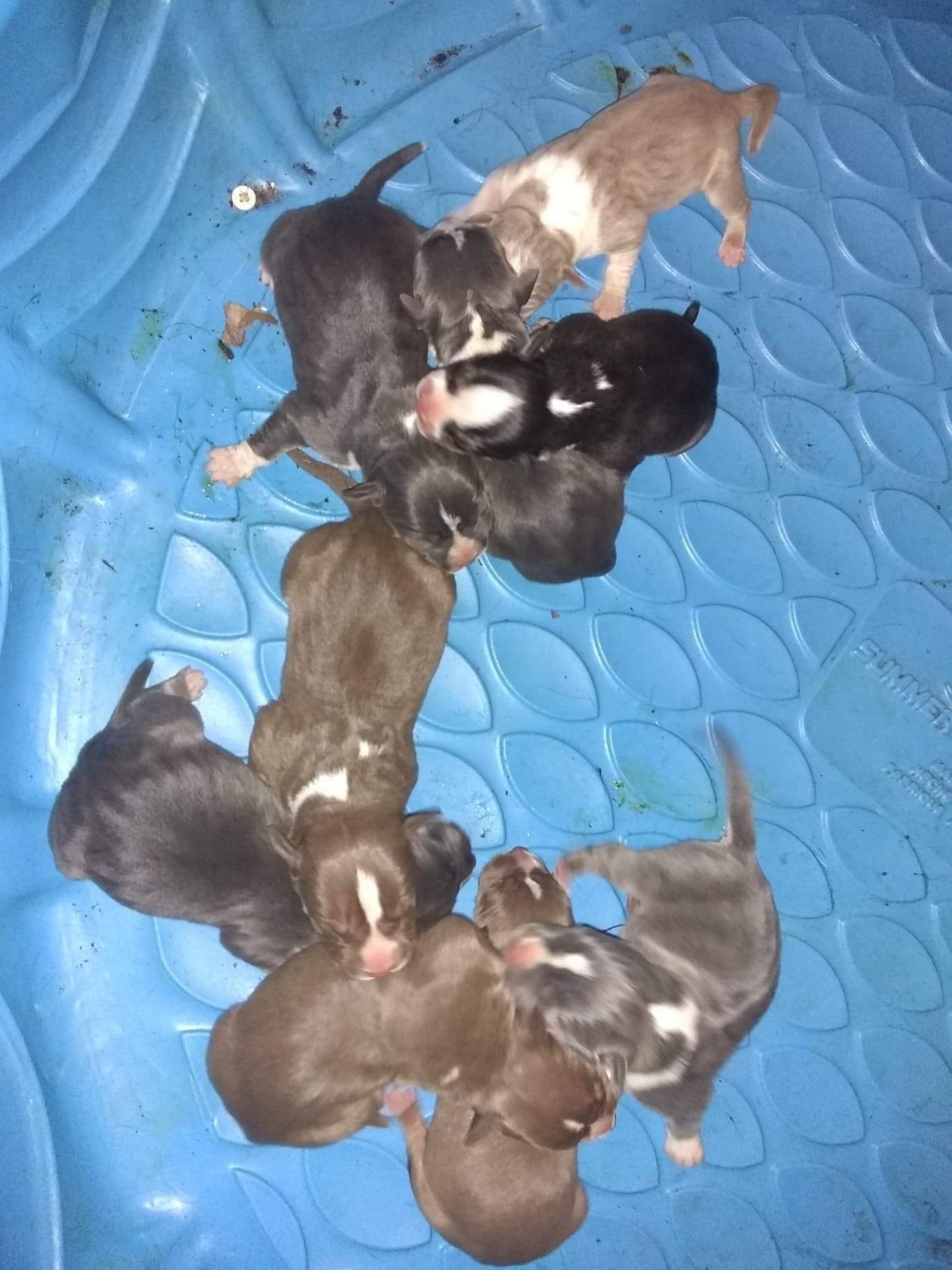 American Pit Bull Terrier Puppies For Sale Suffolk, VA 315531