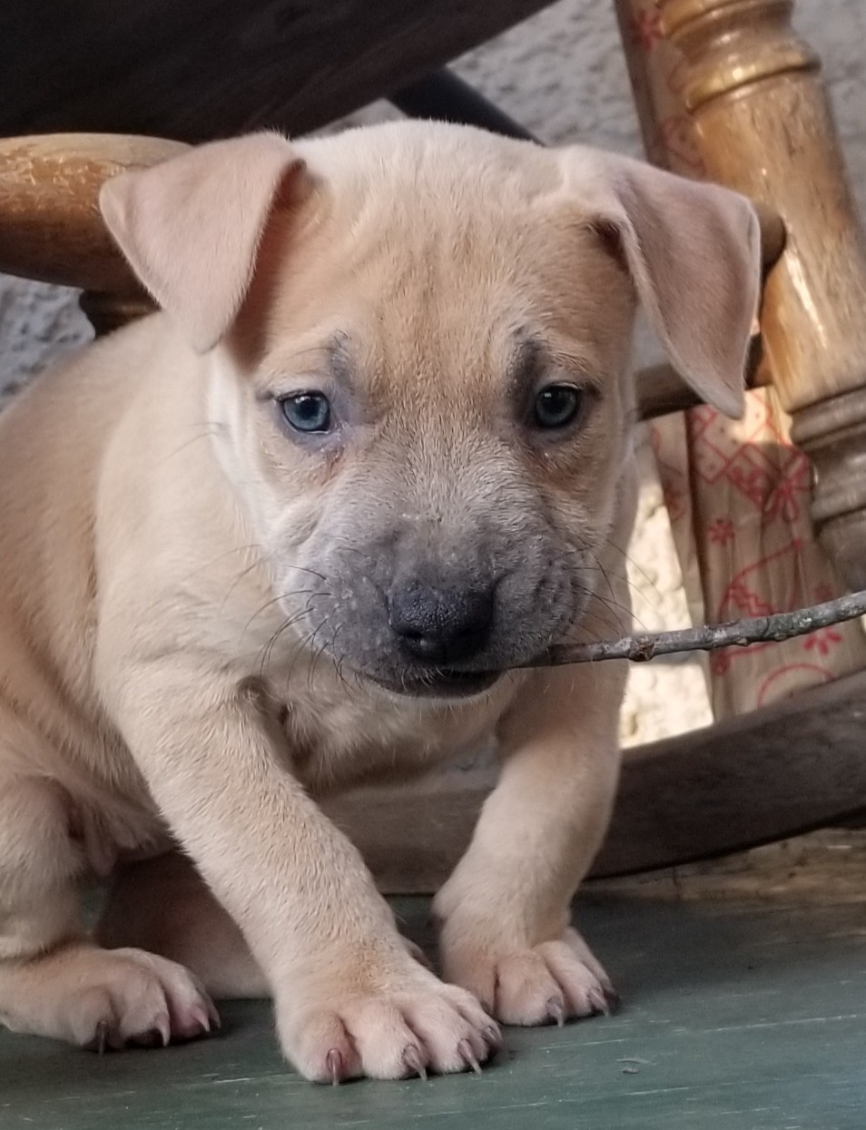American Pit Bull Terrier Puppies For Sale Kankakee, IL
