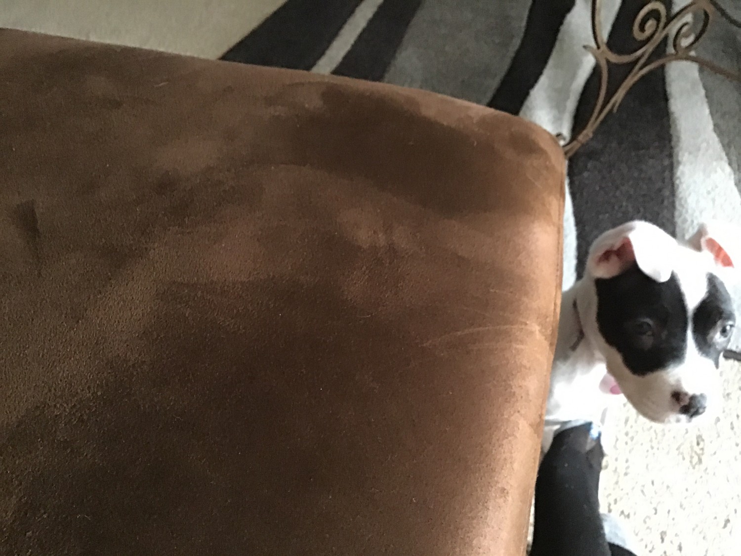 American Pit Bull Terrier Puppies For Sale Clinton, MD 319862