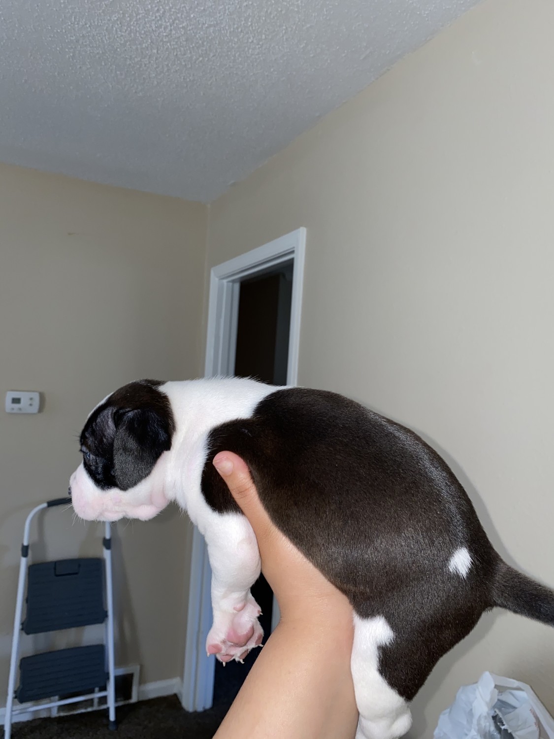 American Pit Bull Terrier Puppies For Sale | Memphis, TN #319972