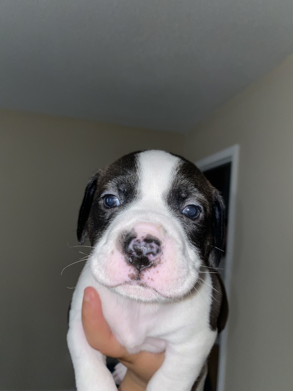 American Pit Bull Terrier Puppies For Sale Memphis, TN