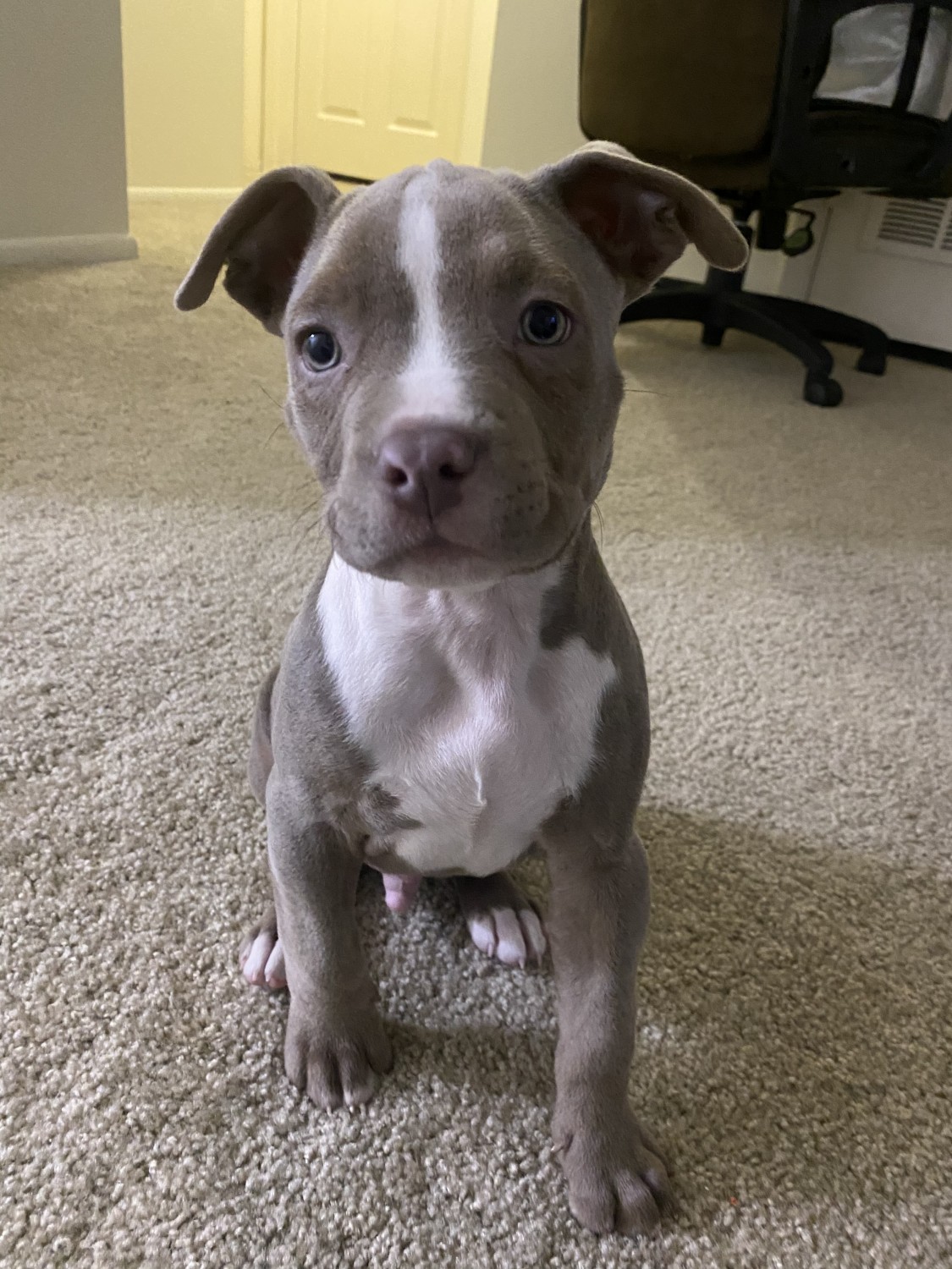 American Pit Bull Terrier Puppies For Sale Castleton, IN