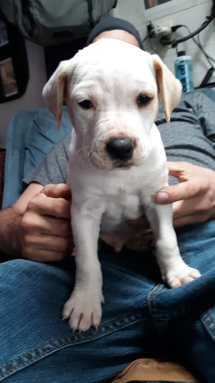 American Pit Bull Terrier Puppies For Sale Queen Creek, AZ 321329