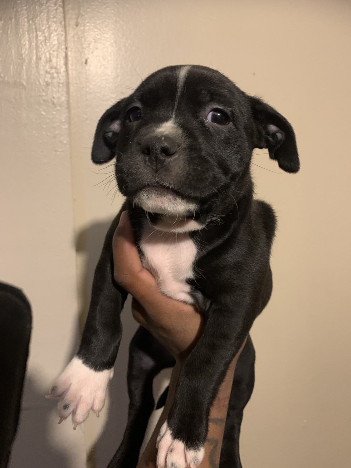 American Pit Bull Terrier Puppies For Sale Rockford, IL