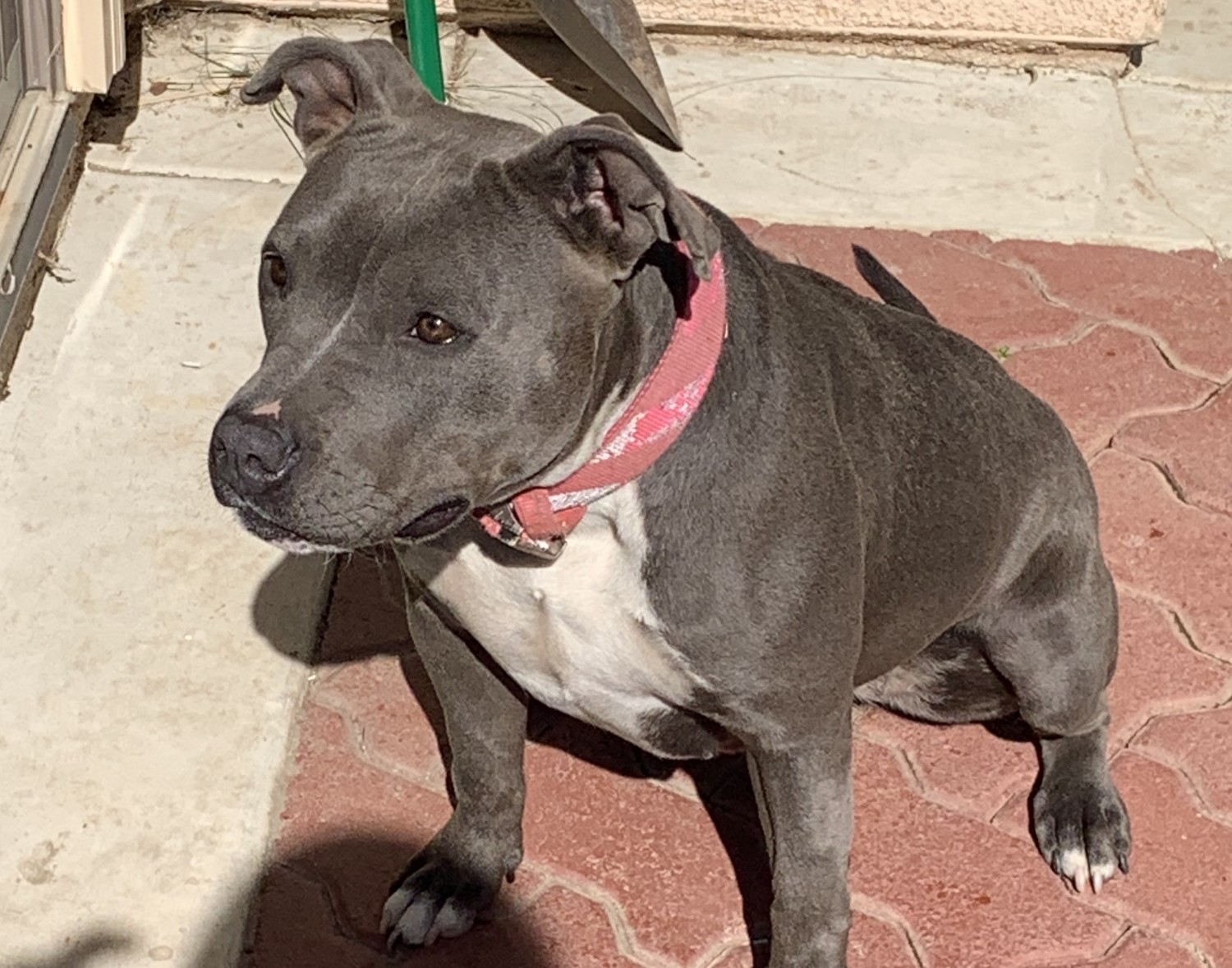 American Pit Bull Terrier Puppies For Sale Corona, CA