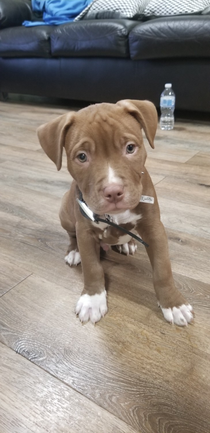 American Pit Bull Terrier Puppies For Sale Long Island