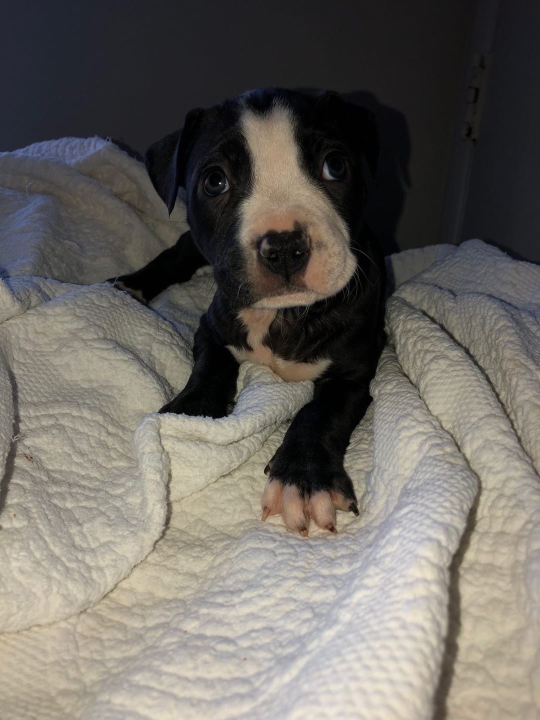 American Pit Bull Terrier Puppies For Sale Silver Spring