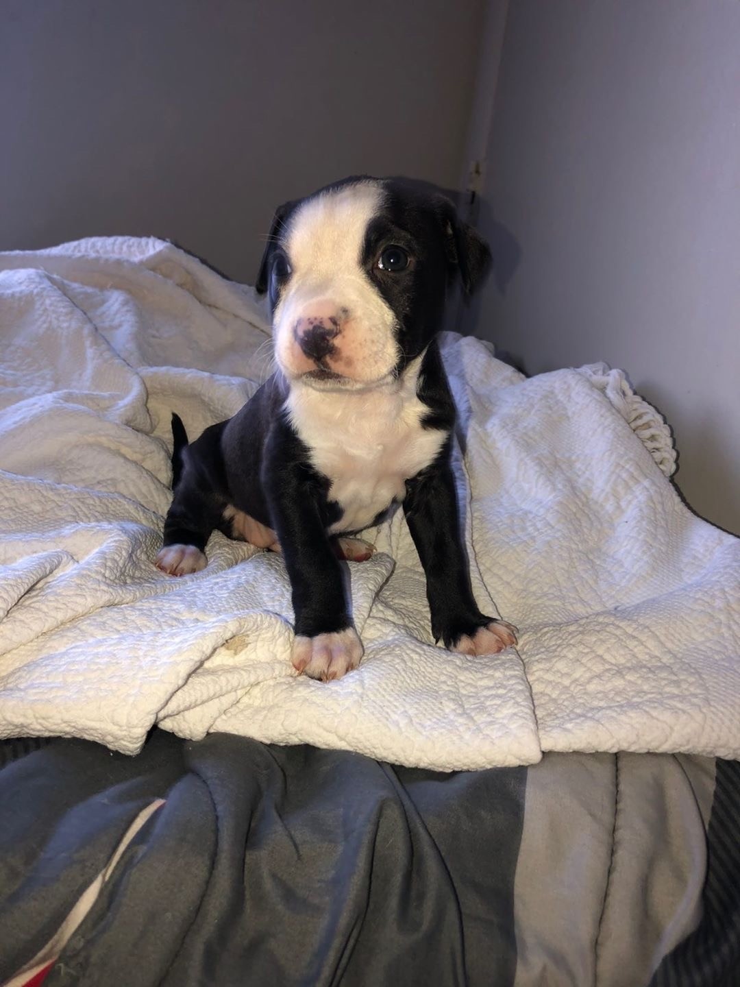 American Pit Bull Terrier Puppies For Sale Silver Spring