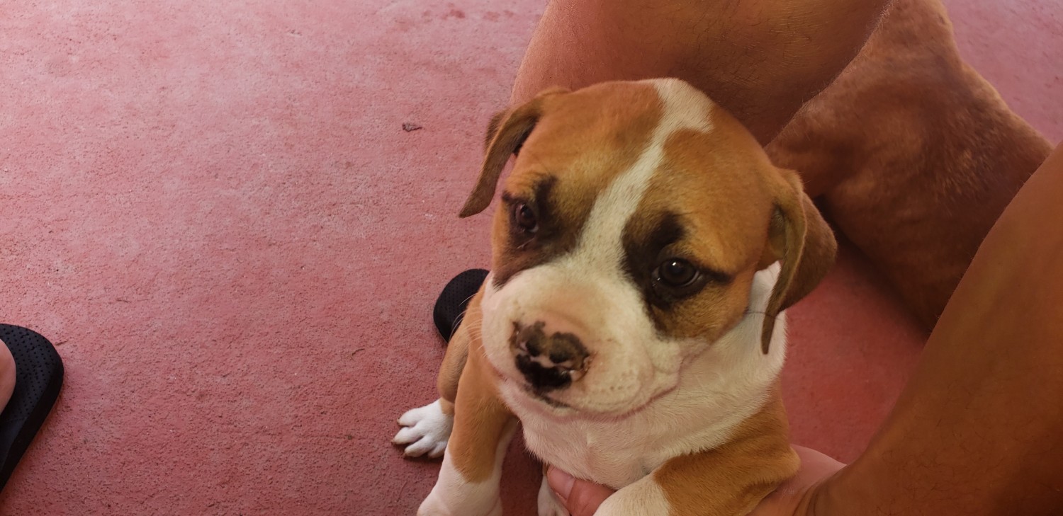 American Pit Bull Terrier Puppies For Sale Winding