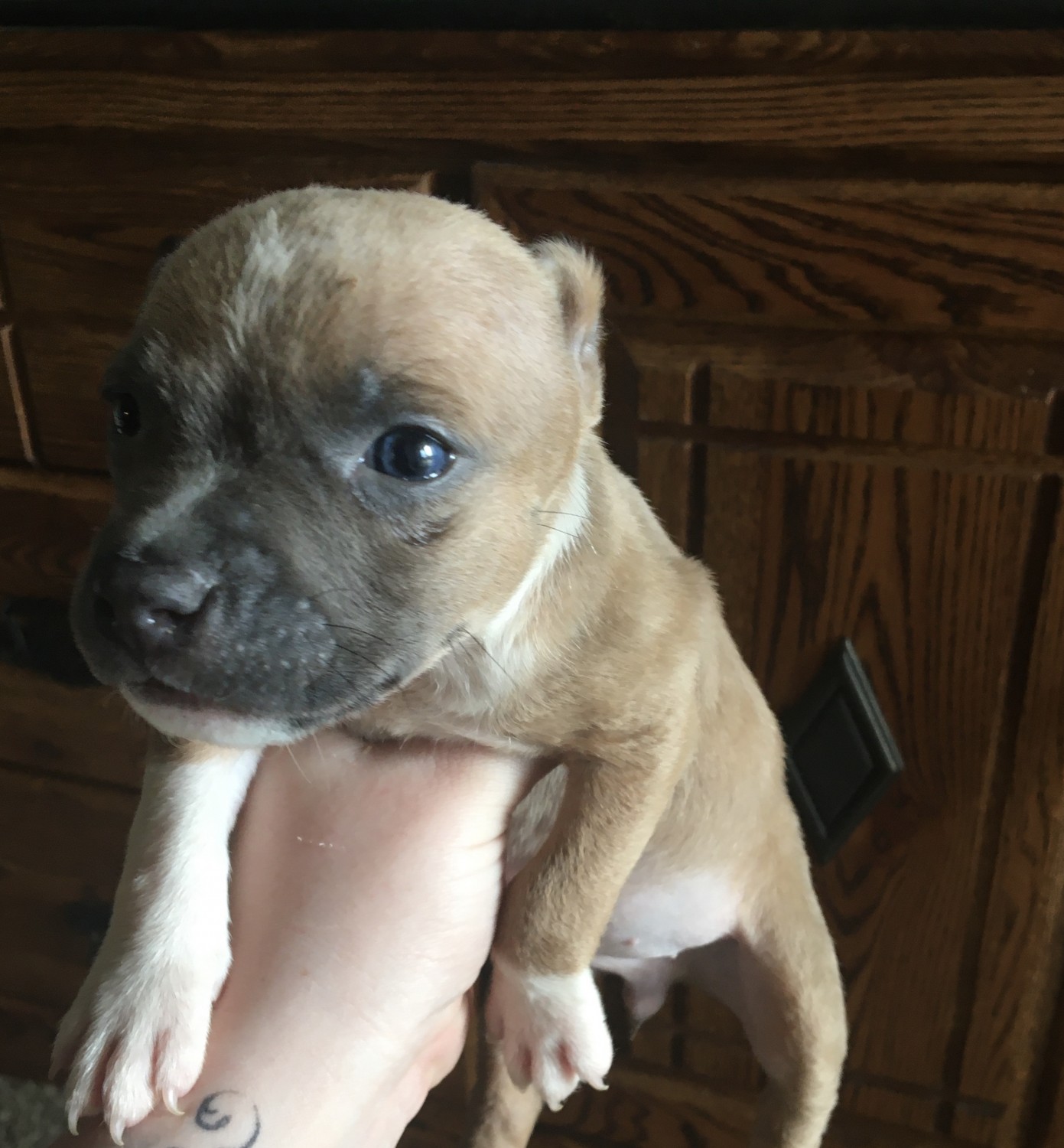 American Pit Bull Terrier Puppies For Sale Carrollton