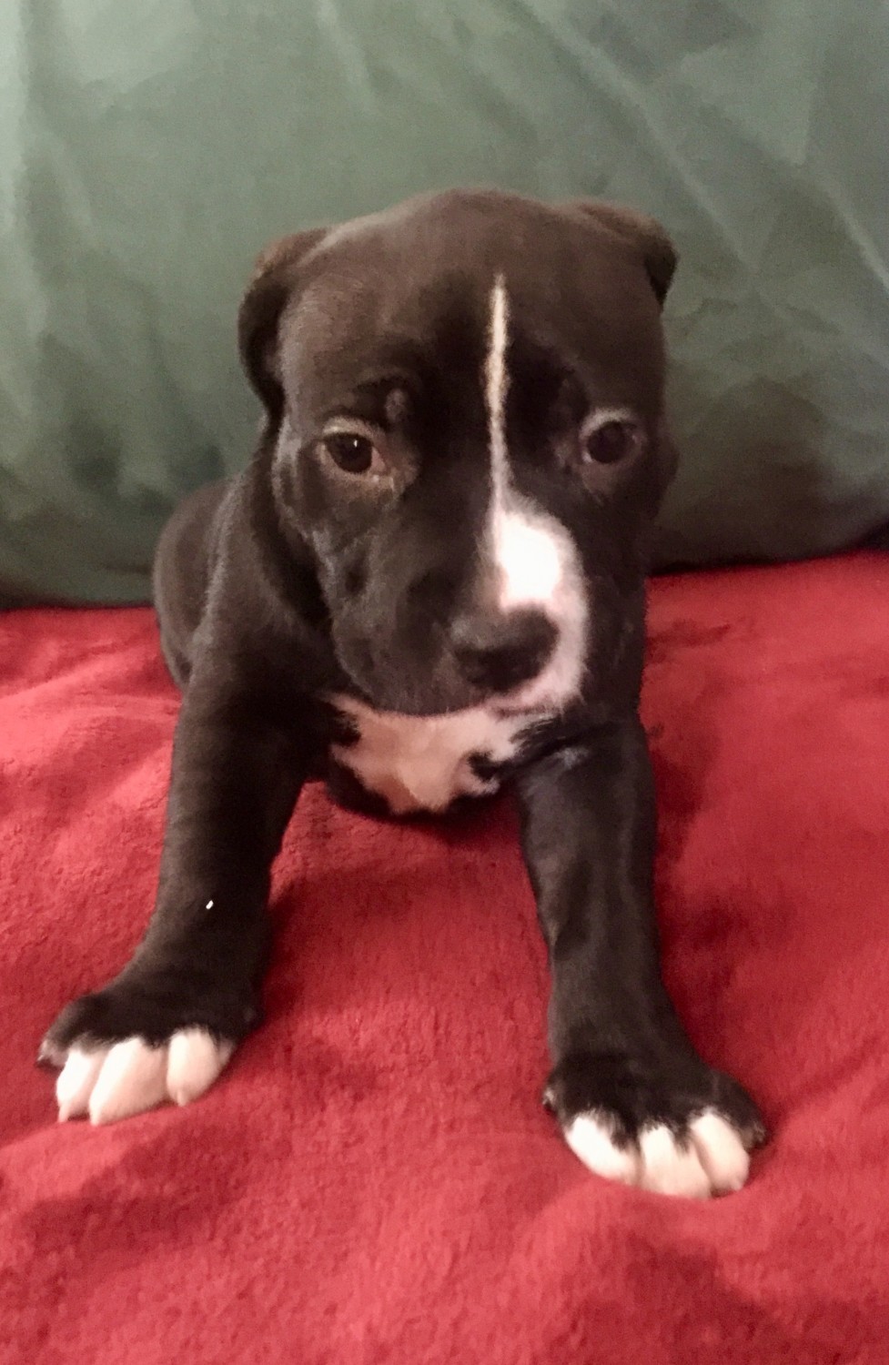 American Pit Bull Terrier Puppies For Sale Fort Lauderdale Fl 332179