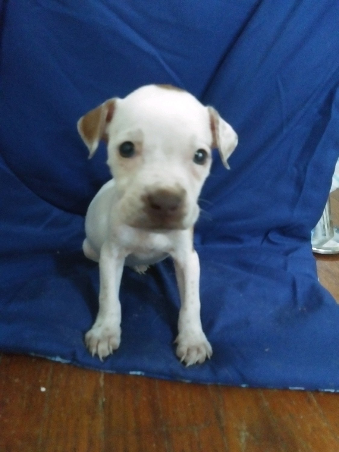 American Pit Bull Terrier Puppies For Sale Decatur, IL