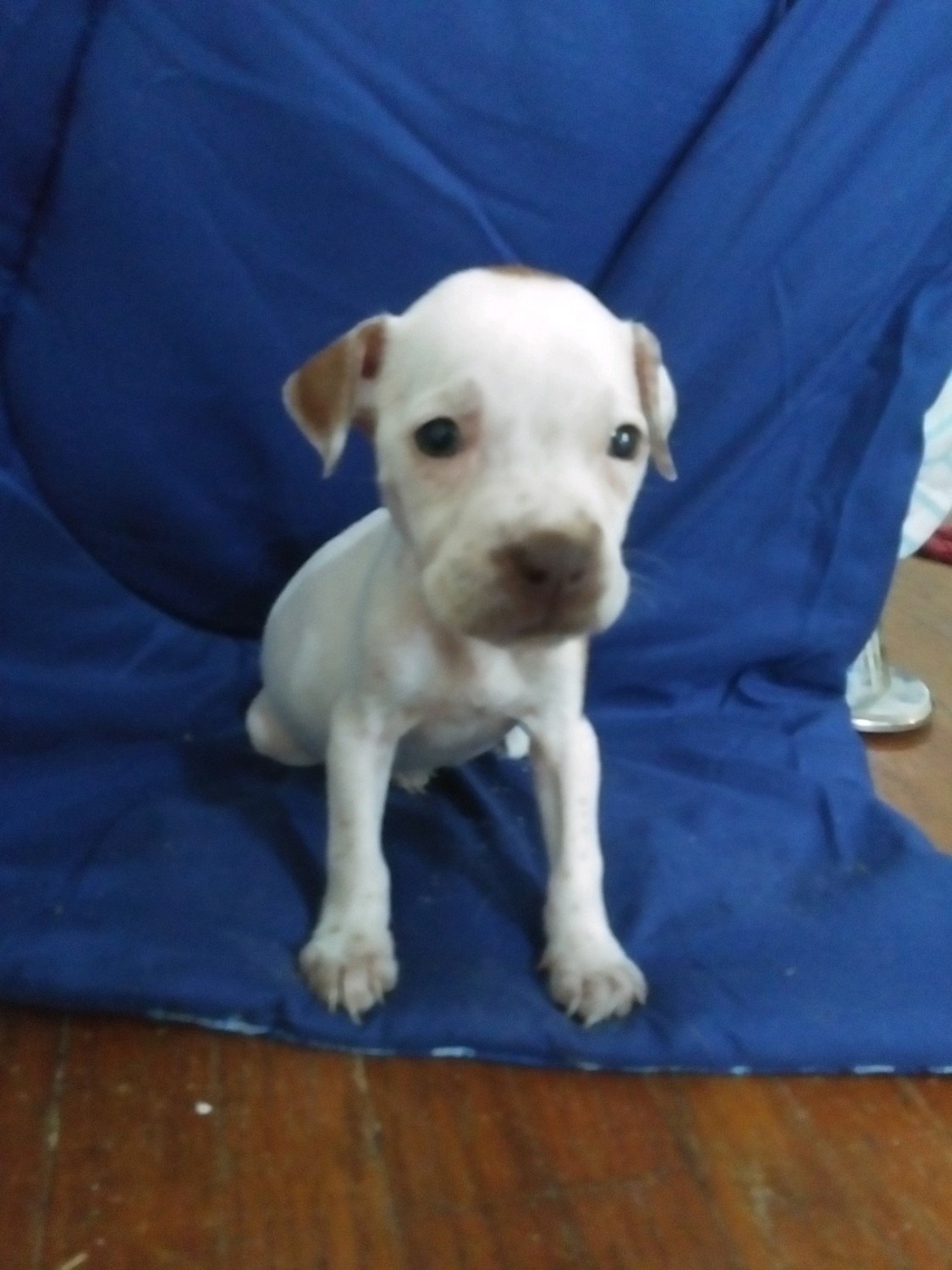 American Pit Bull Terrier Puppies For Sale Decatur, IL