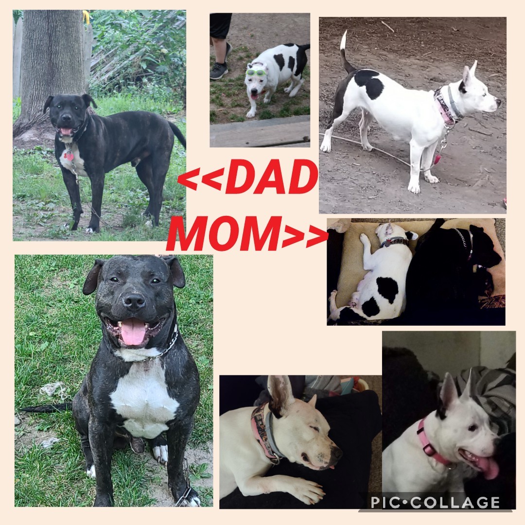 American Pit Bull Terrier Puppies For Sale Penn Yan, NY 335135