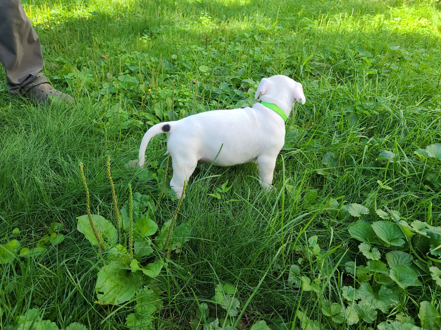 American Pit Bull Terrier Puppies For Sale Penn Yan, NY 335135