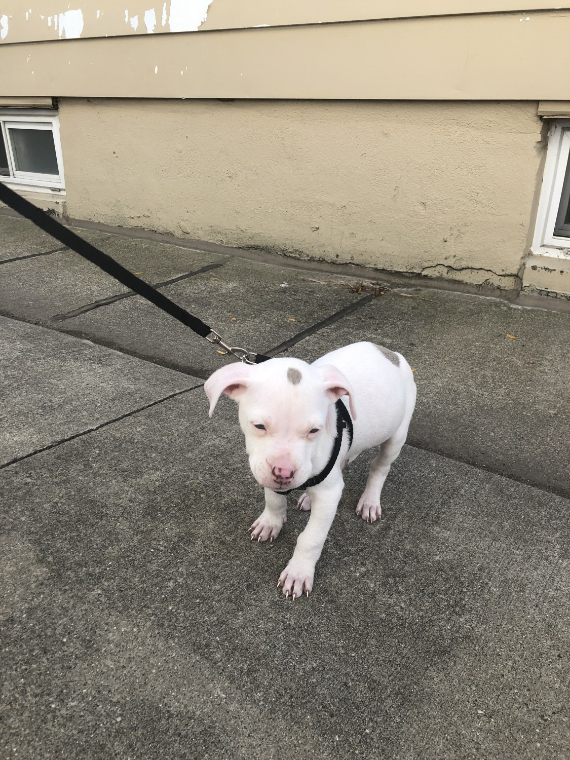 American Pit Bull Terrier Puppies For Sale Dearborn, MI