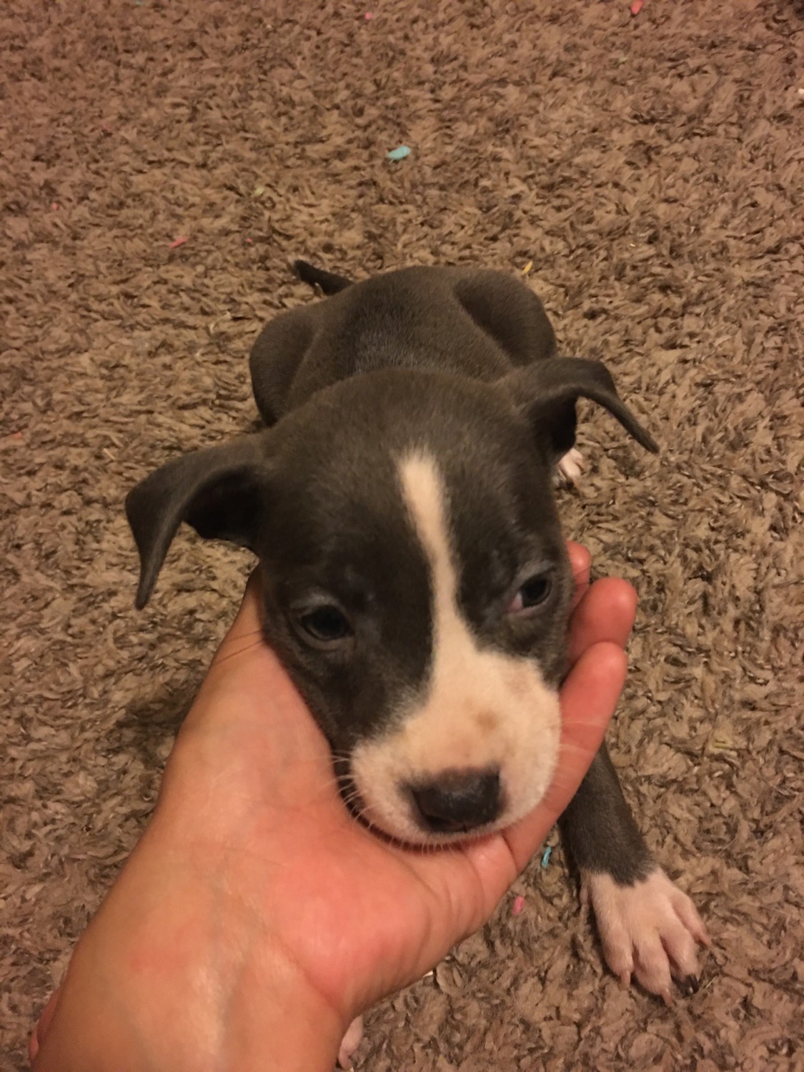 American Pit Bull Terrier Puppies For Sale San Antonio