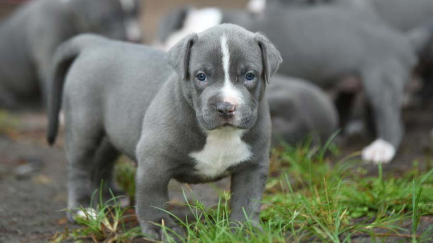 American Pit Bull Terrier Dog Breed Information, Images