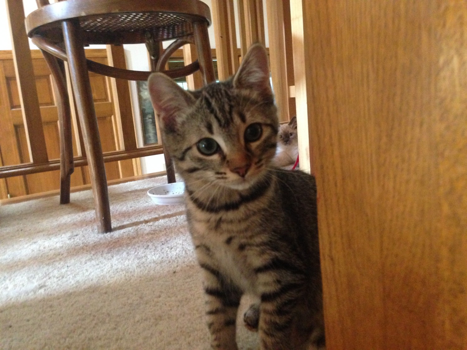 American Shorthair Cats For Sale Minneapolis, MN 232655