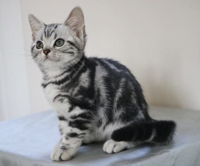 American Shorthair Cats For Sale Raleigh, NC 282673