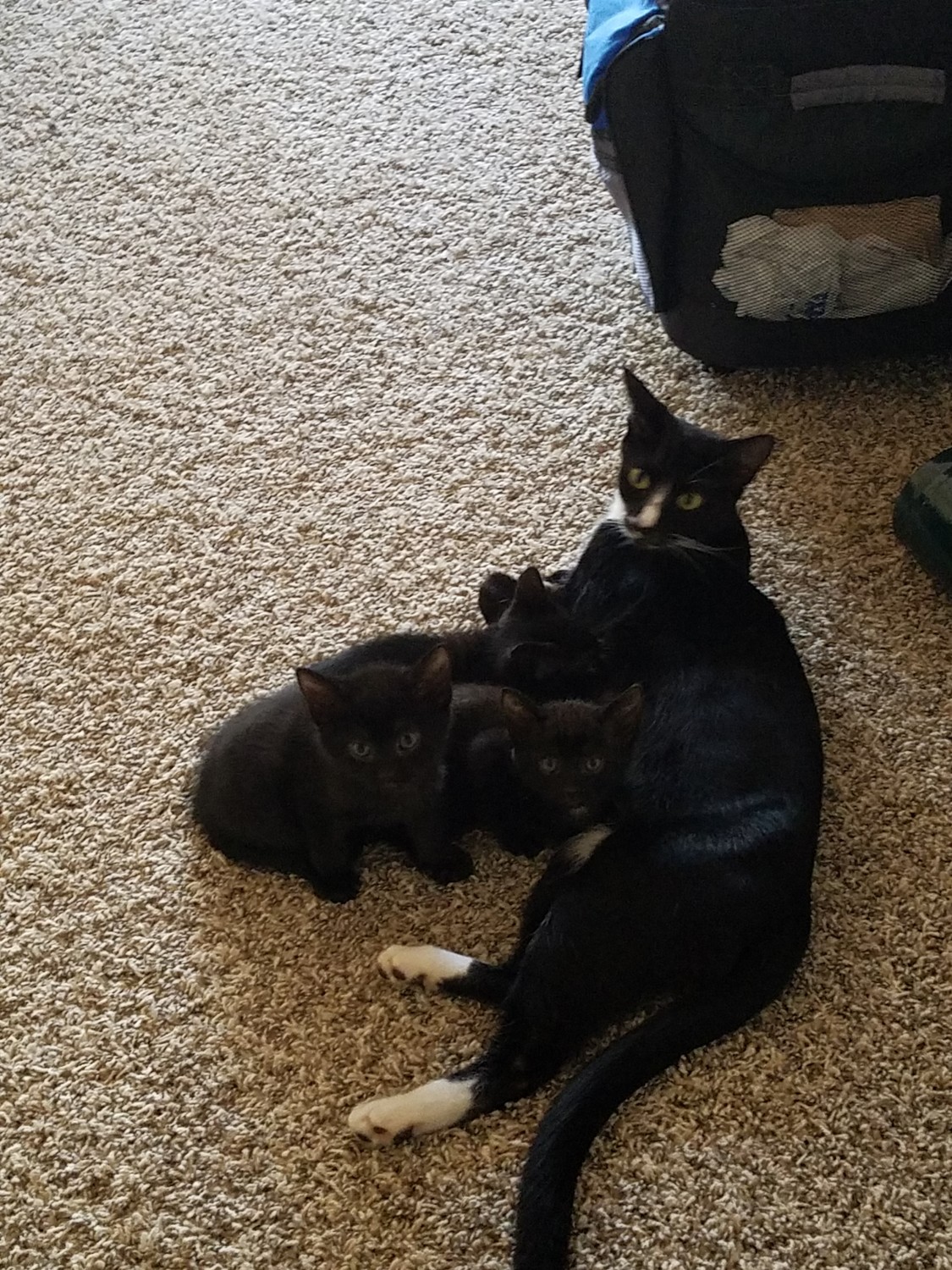 American Shorthair Cats For Sale Fayetteville, NC 317415