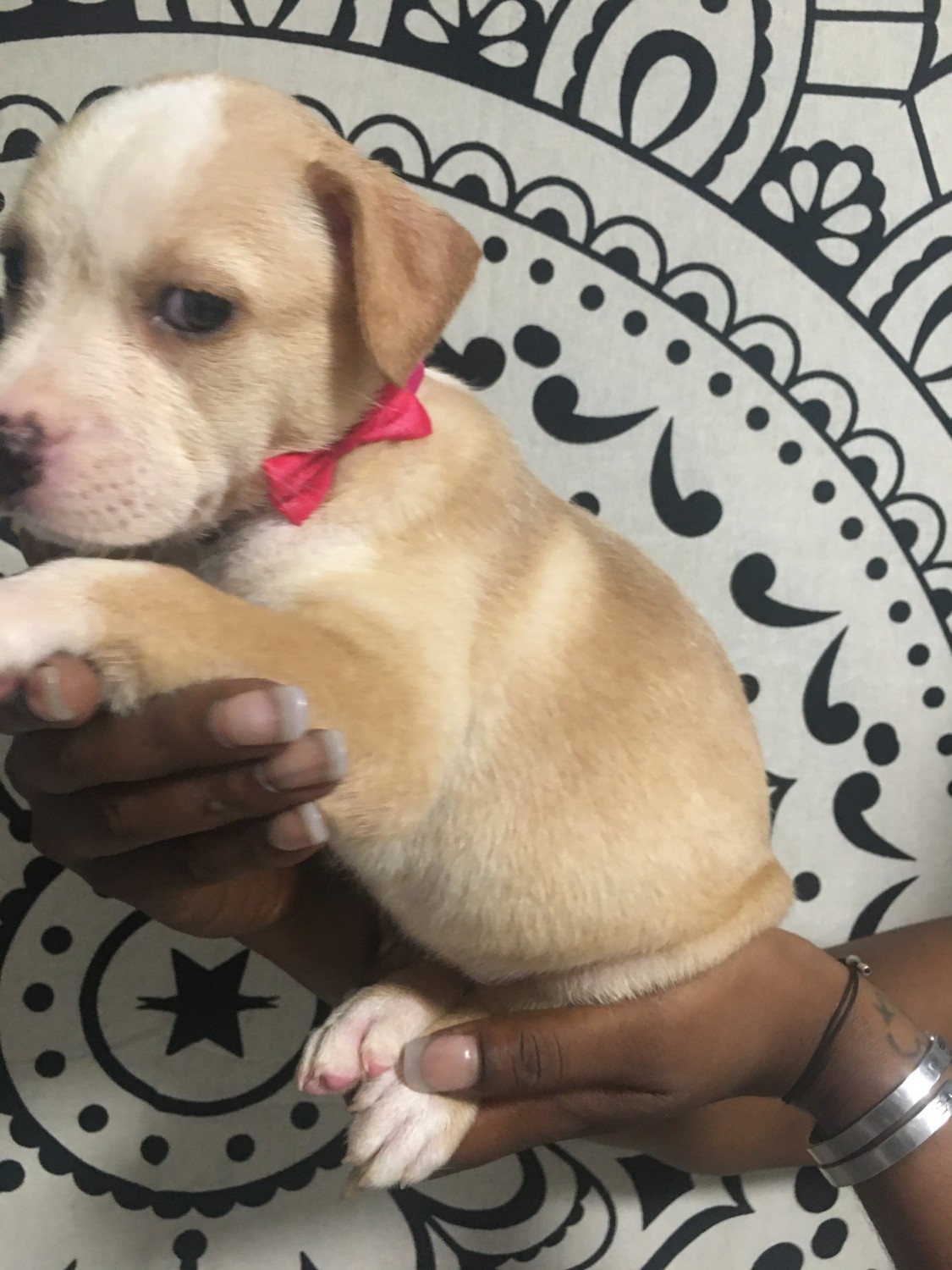 American Staffordshire Terrier Puppies For Sale Killeen