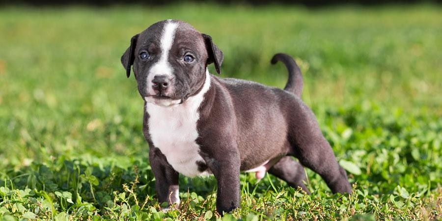 American Staffordshire Terrier Puppies For Sale Richmond