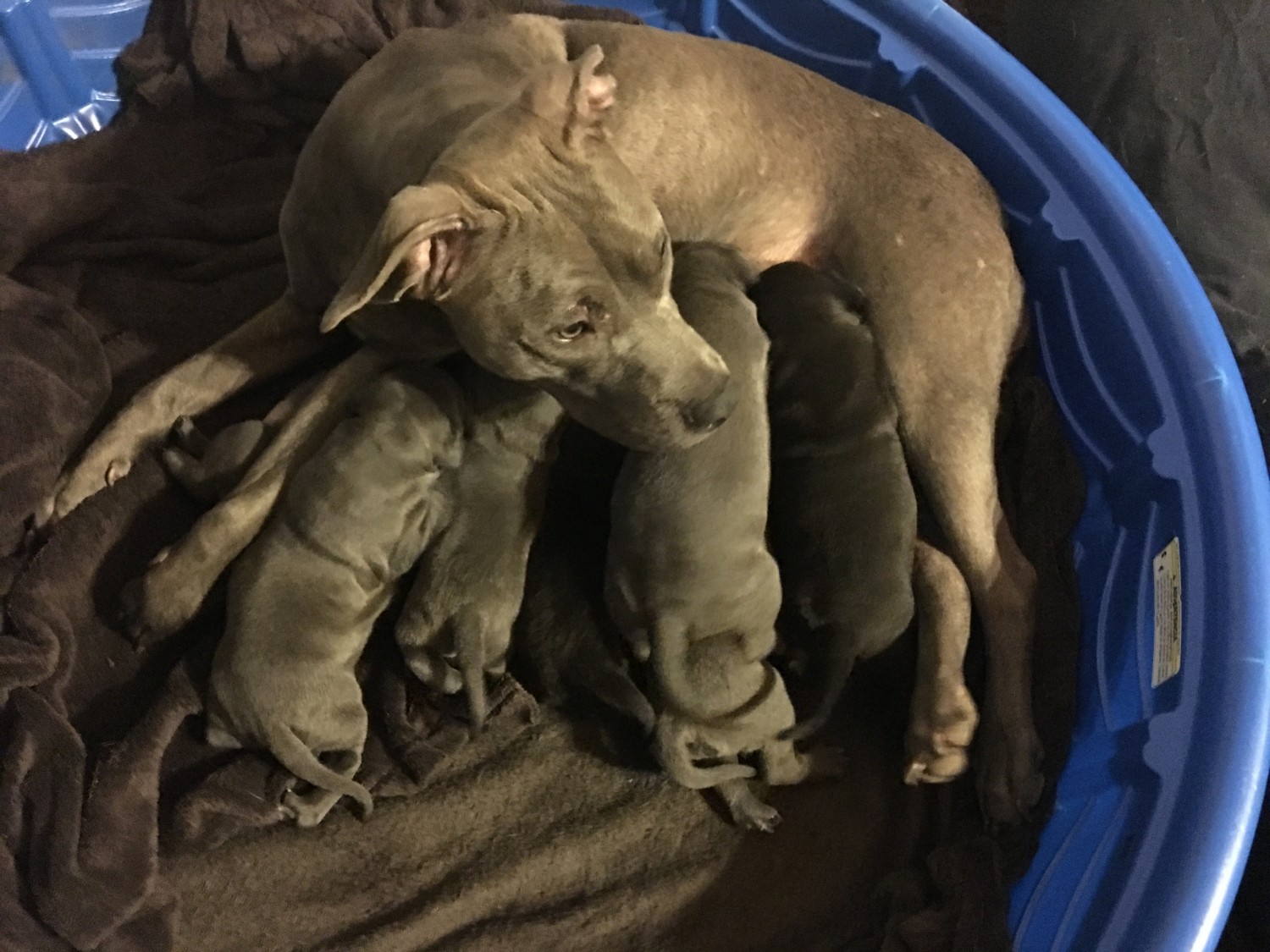 American Staffordshire Terrier Puppies For Sale Durham