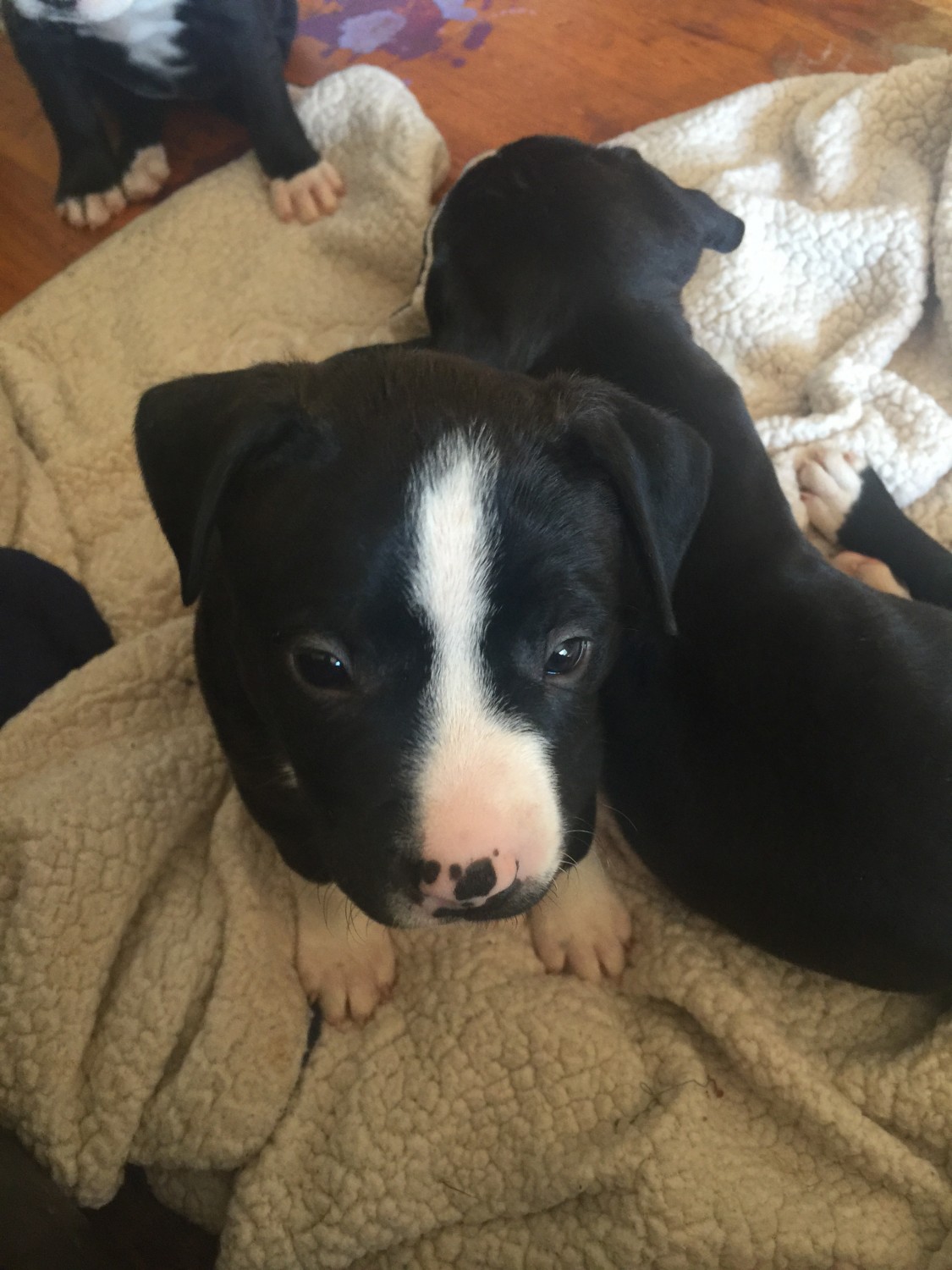 American Staffordshire Terrier Puppies For Sale Lincoln