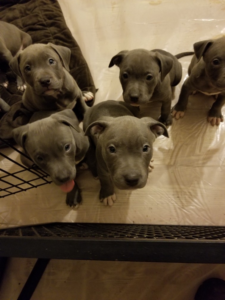 American Staffordshire Terrier Puppies For Sale Detroit
