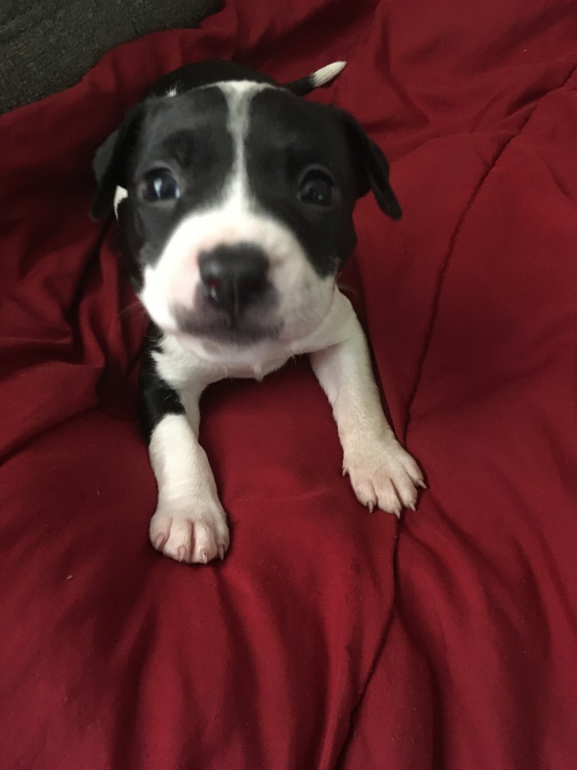 American Staffordshire Terrier Puppies For Sale