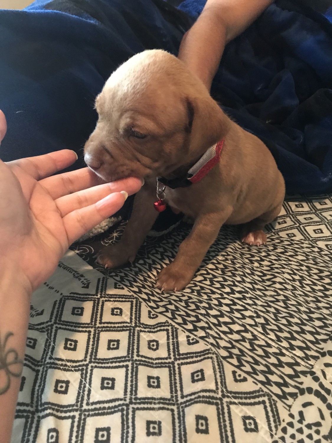 American Staffordshire Terrier Puppies For Sale Amarillo