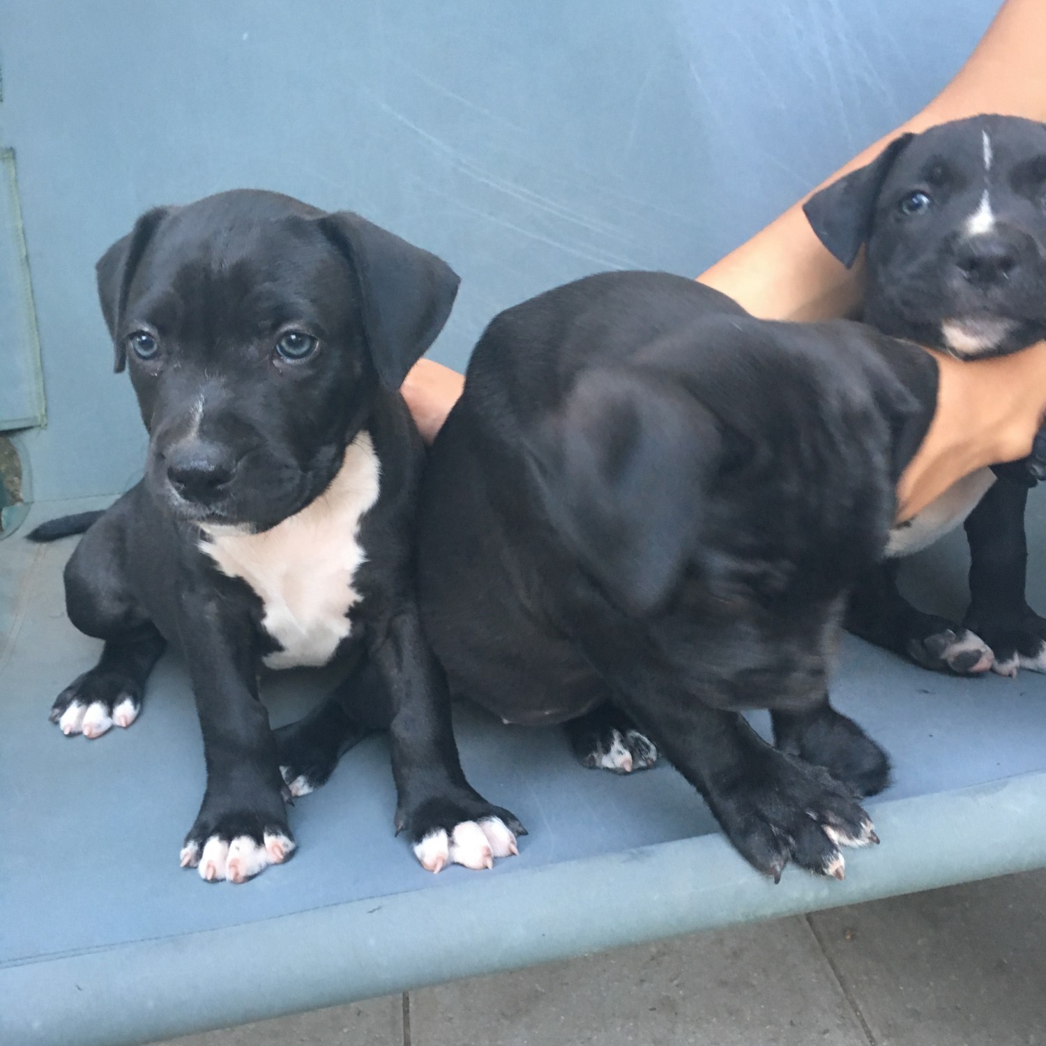 American Staffordshire Terrier Puppies For Sale South