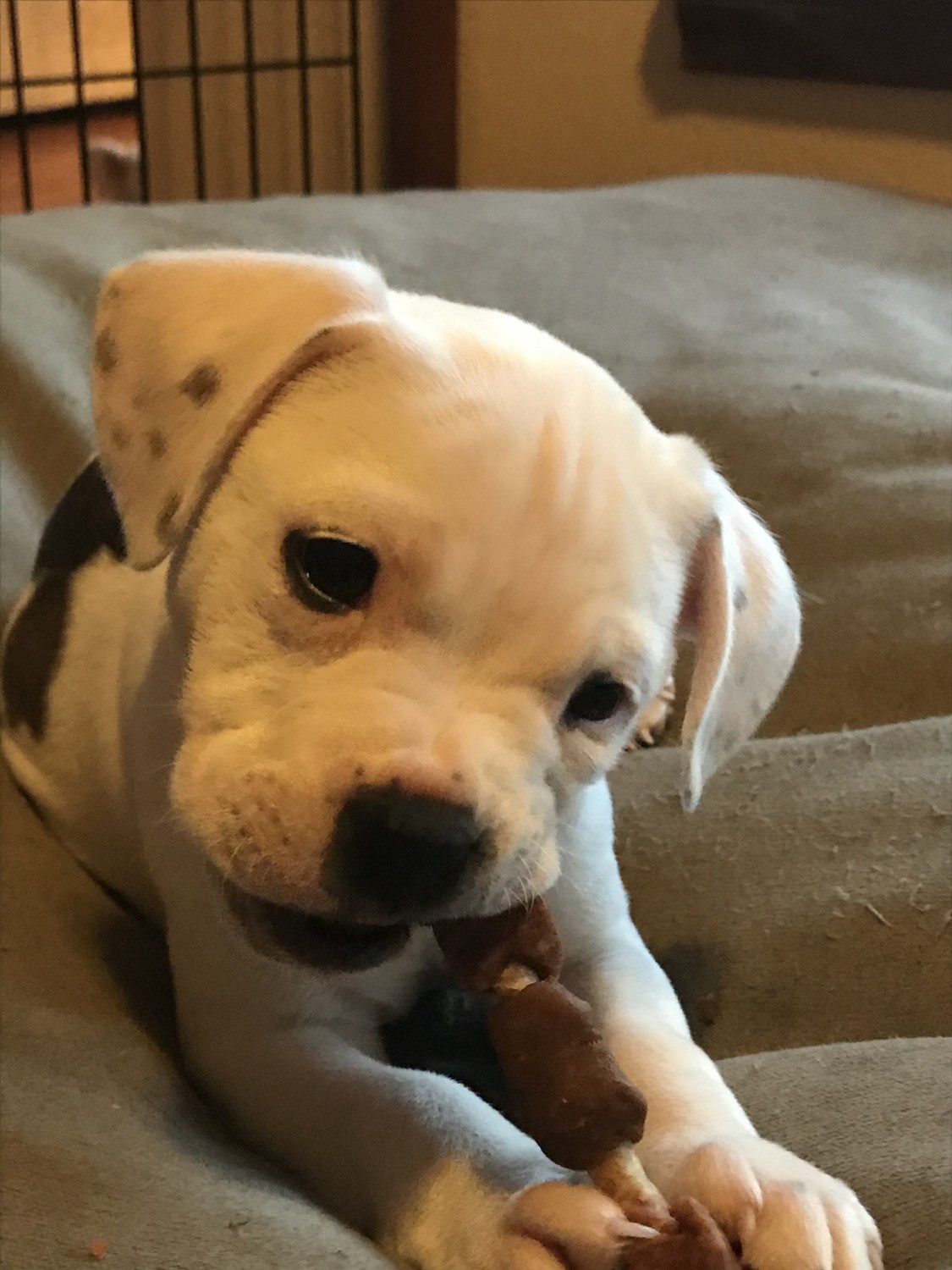 American Staffordshire Terrier Puppies For Sale Azle, TX