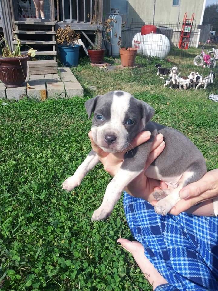 Mydiary Amstaff Puppies For Sale In Texas