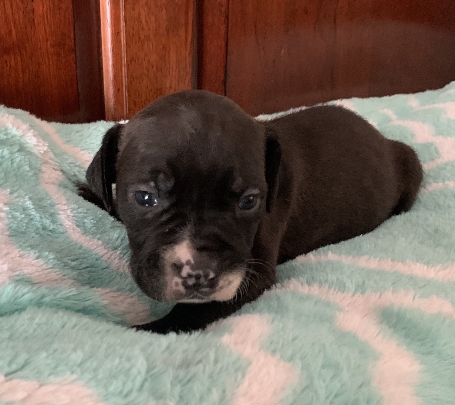 American Staffordshire Terrier Puppies For Sale Lakeland