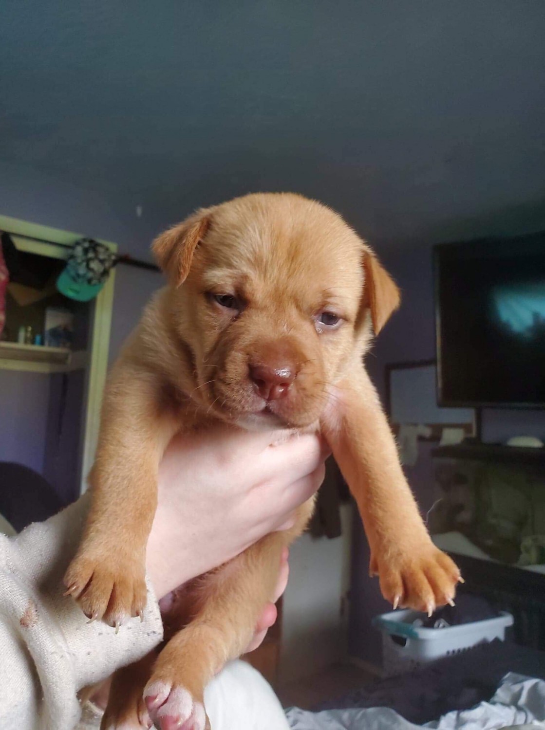 American Staffordshire Terrier Puppies For Sale Lakewood